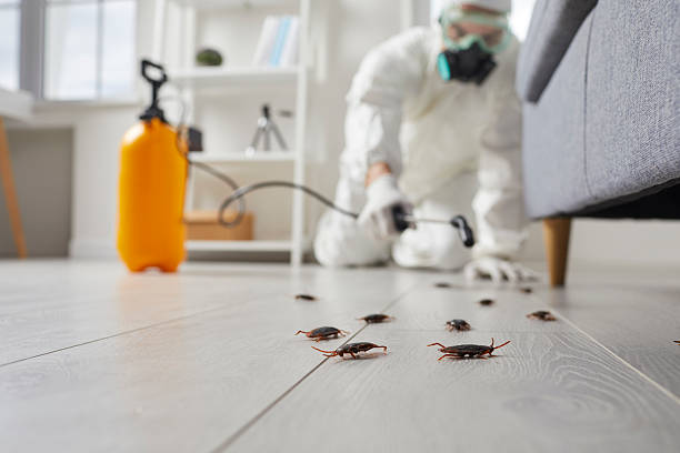 Post-Treatment Bed Bug Interceptor Monitoring in South Miami Heights